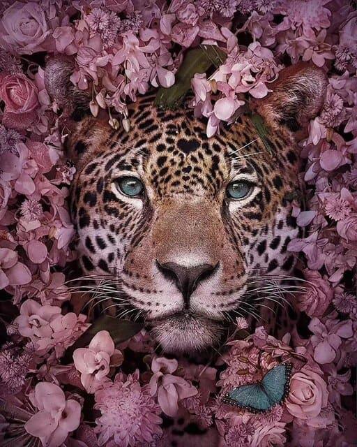 Diamond Painting Tigre caché - SEOS Shop ®