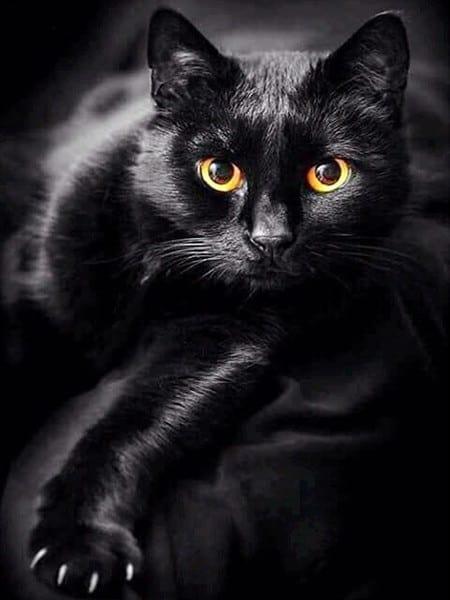 Diamond Painting Chat noir et yeux jaunes - SEOS Shop ®