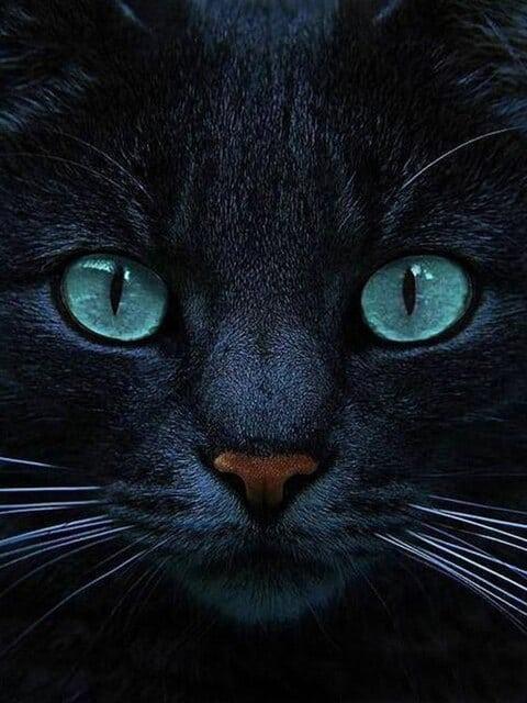 Diamond Painting Chat noir et yeux bleus - SEOS Shop ®