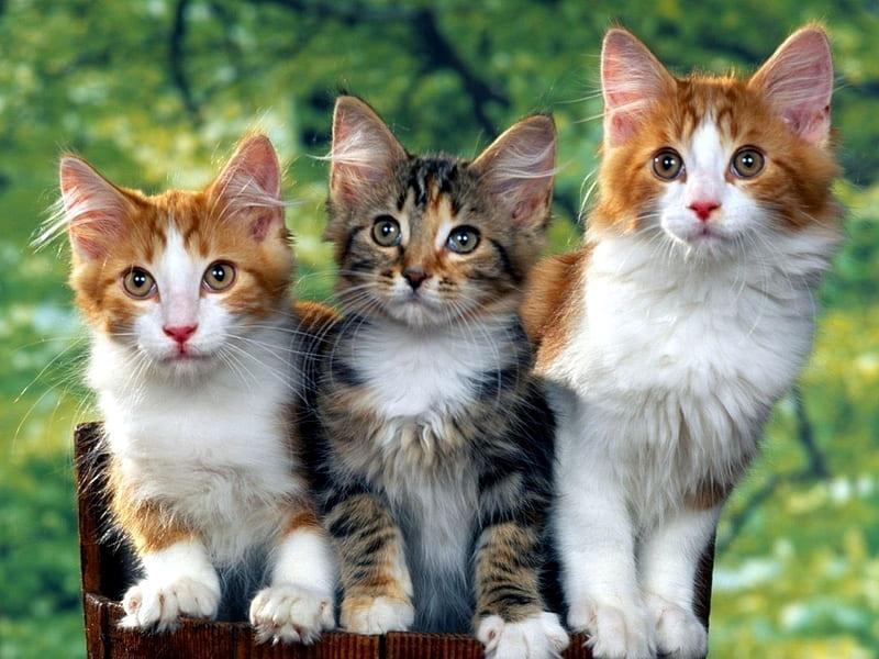 Diamond Painting - Trois chats - SEOS®