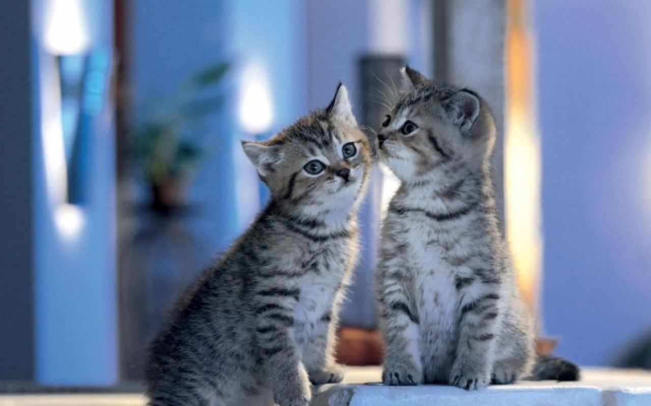 Diamond Painting - Famille Chats - SEOS®