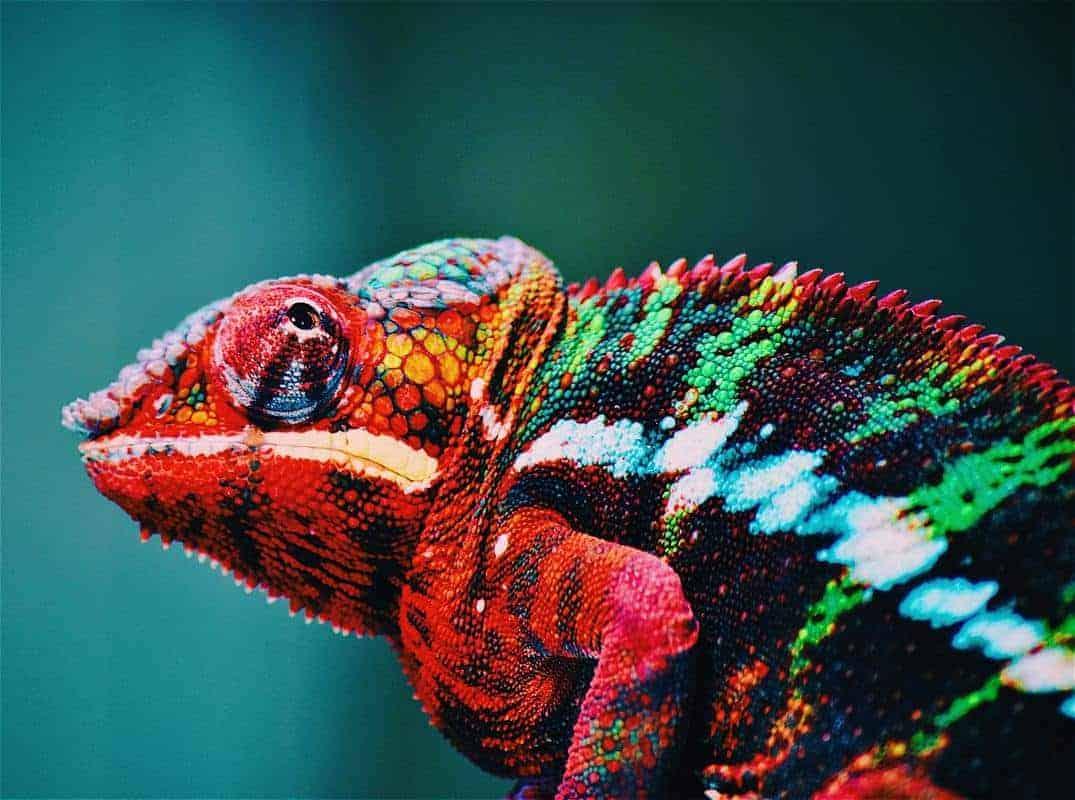Diamond Painting Chameleon 45x30 cm – SEOS Shop ®