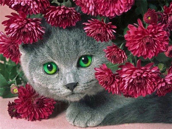 Diamond Painting Chat avec des fleurs - SEOS Shop ®