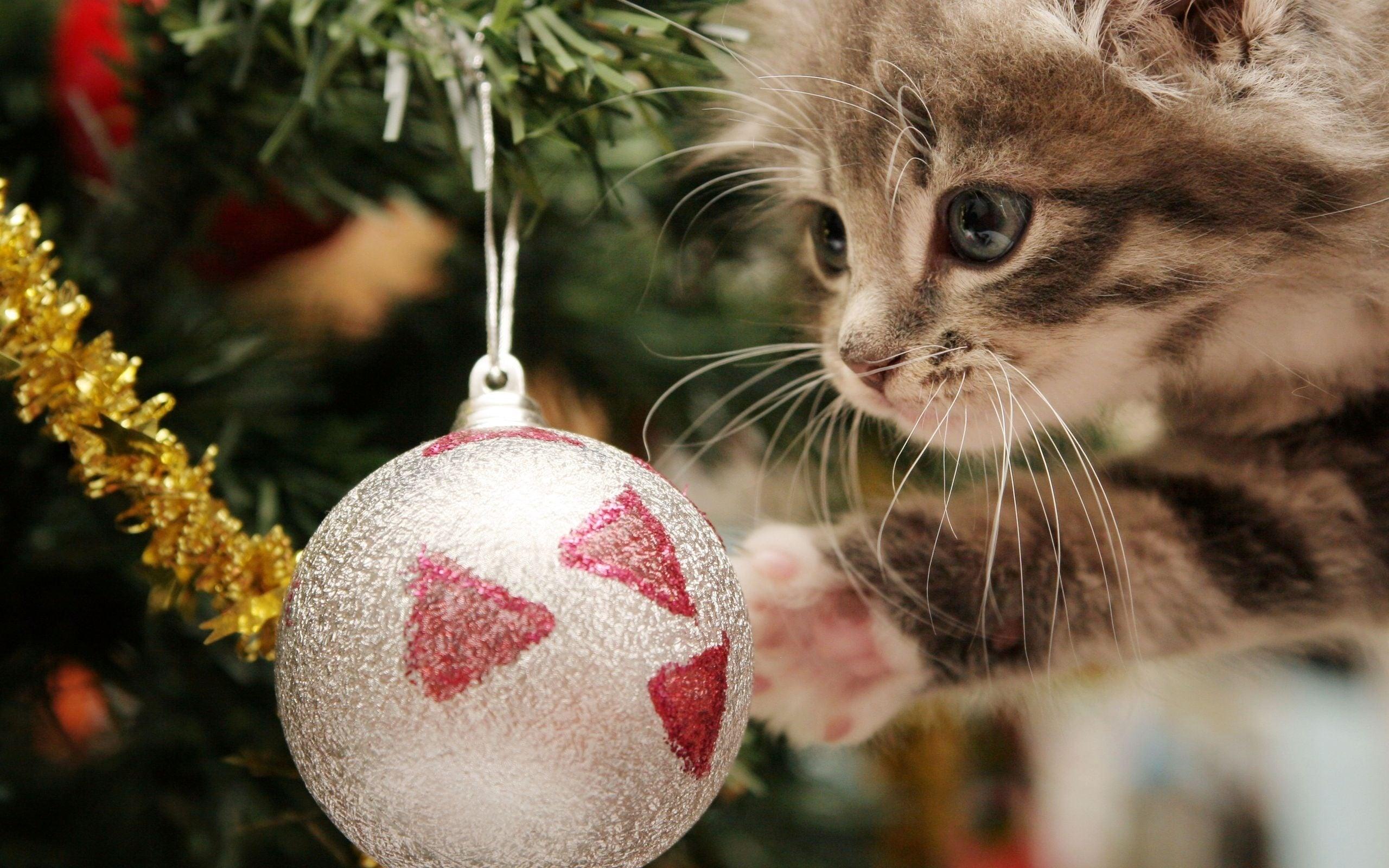 Diamond Painting - Chat avec boule de Noël - SEOS®