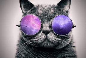 Diamond Painting Chat avec des lunettes violettes - SEOS Shop ®