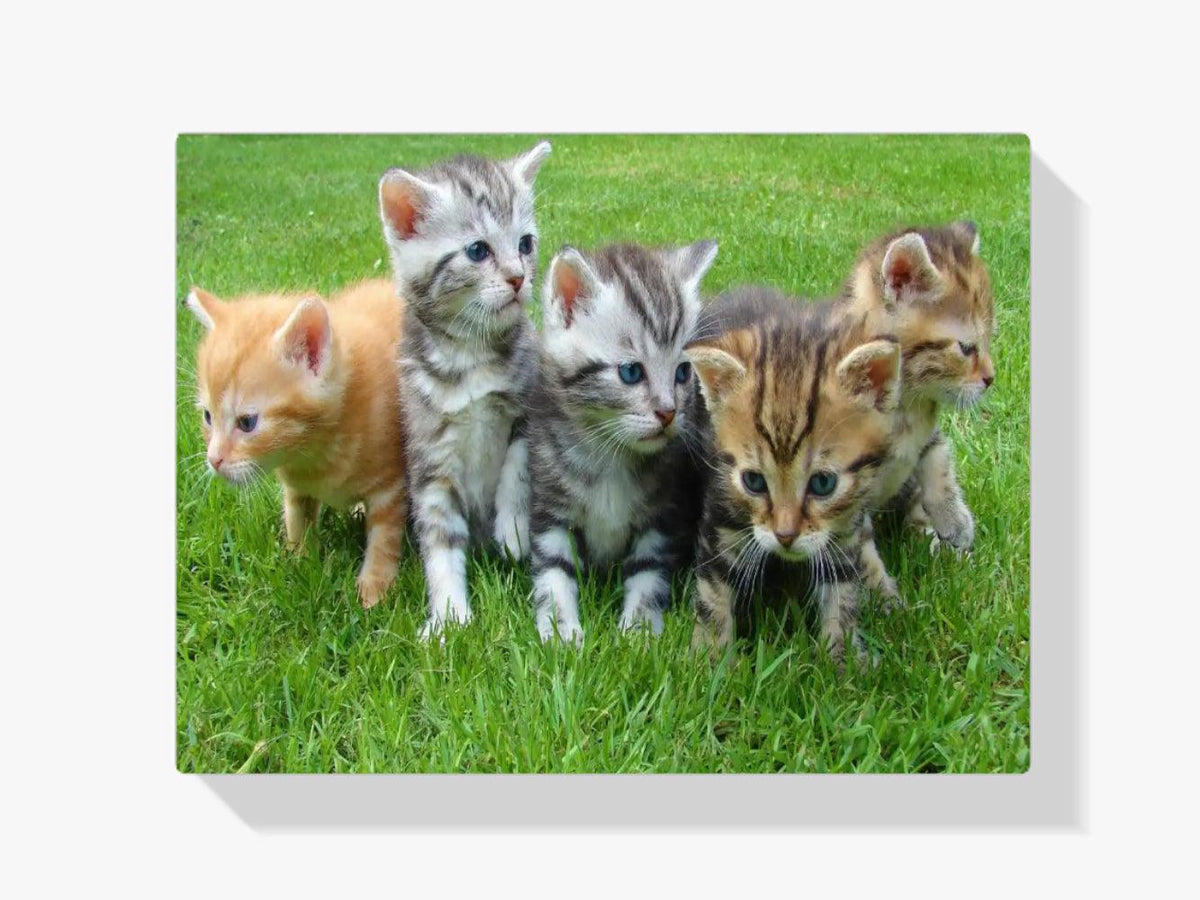 Diamond Painting Kittens Complet - SEOS Shop ®