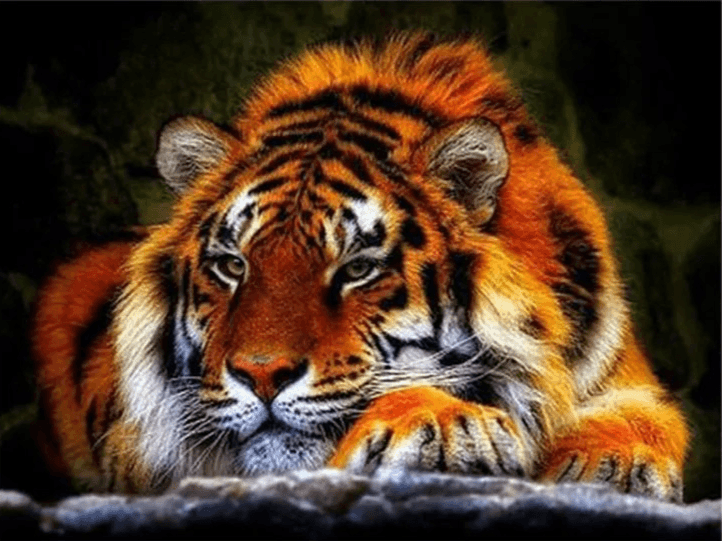 Diamond Painting Tigre Couché - SEOS Shop ®