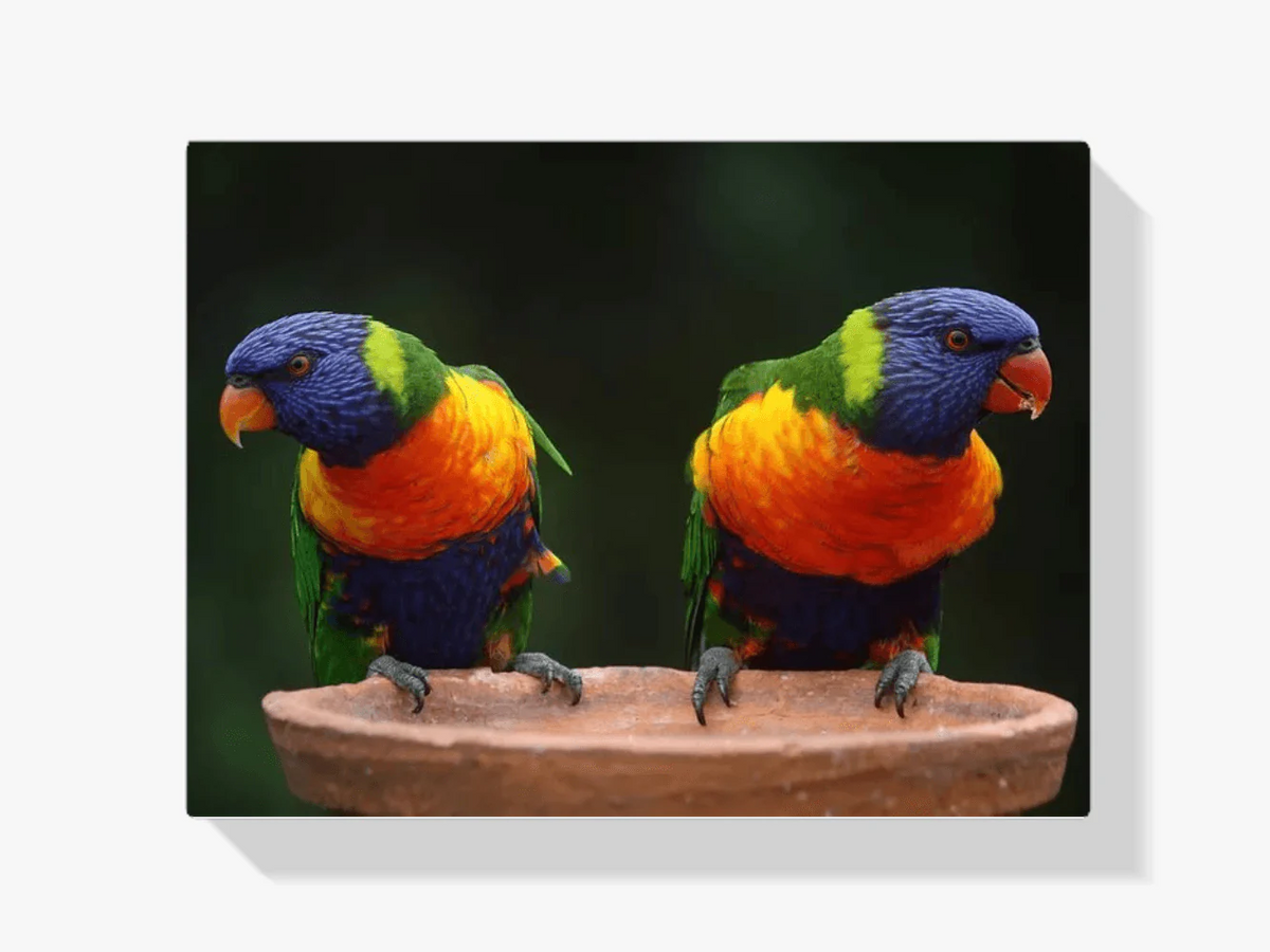 Diamond Painting Perroquets - SEOS Shop ®
