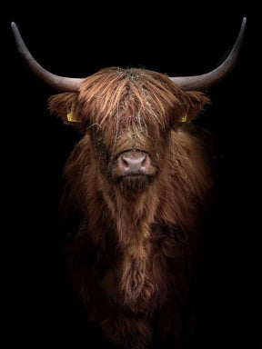 Diamond Painting Highlander écossais - Highlander écossais roux-brun de près - SEOS Shop ®