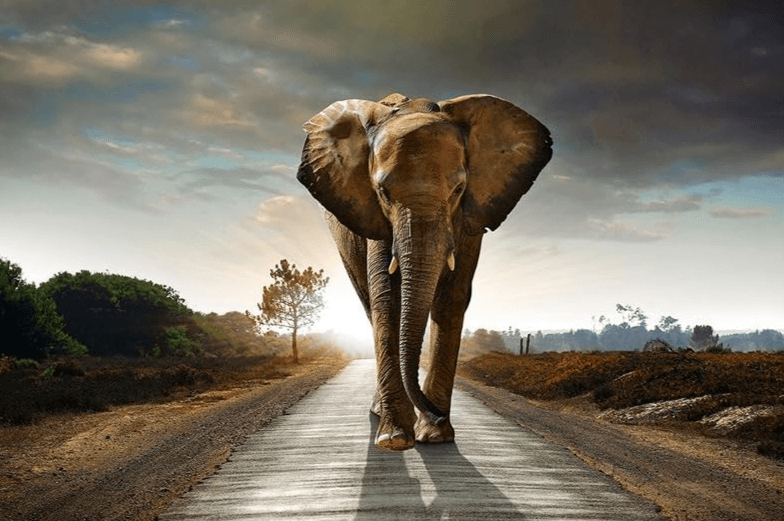 Diamond Painting Safari Éléphant - SEOS Shop ®