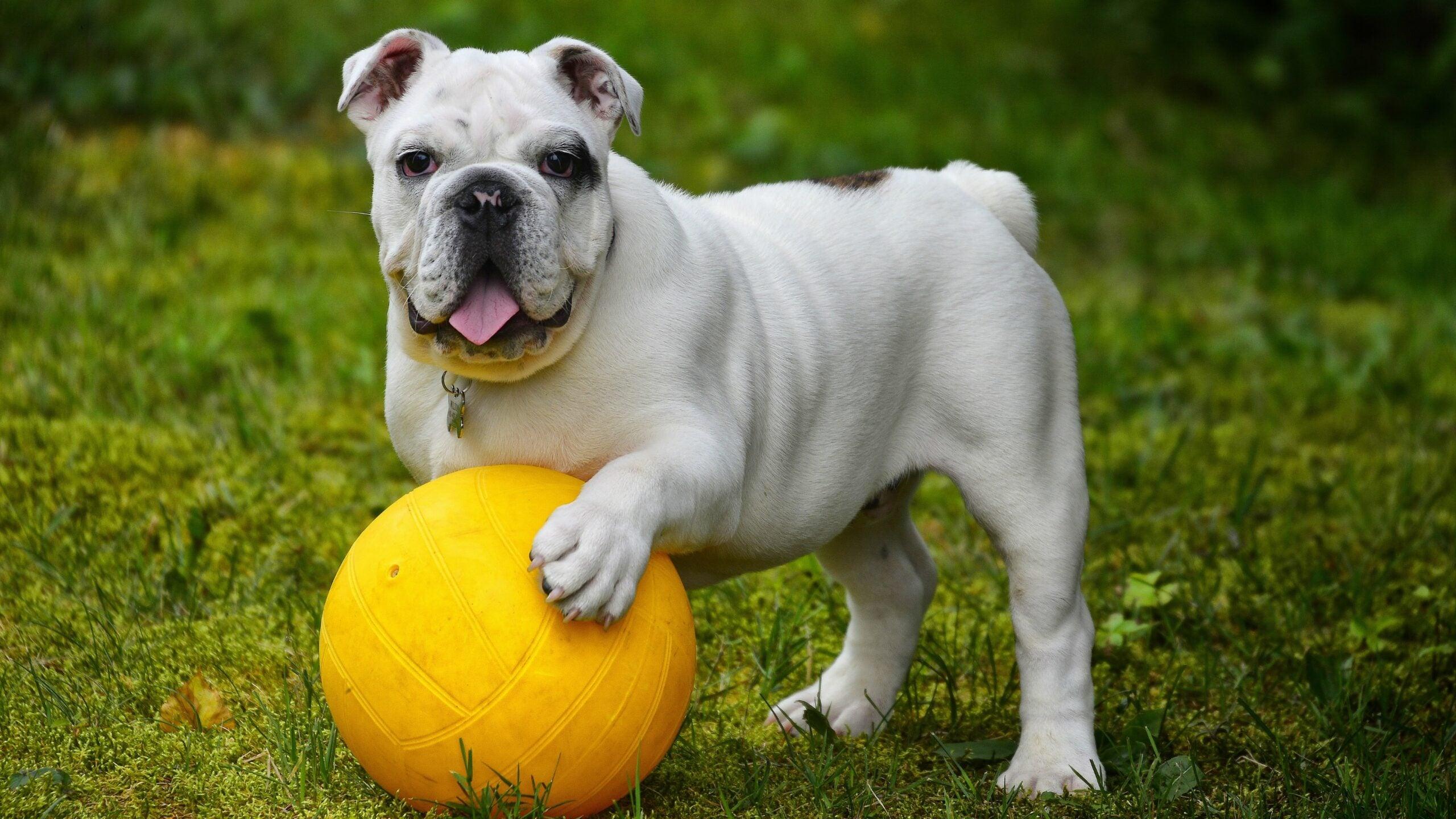 Diamond Painting Bouledogue blanc avec balle - SEOS Shop ®