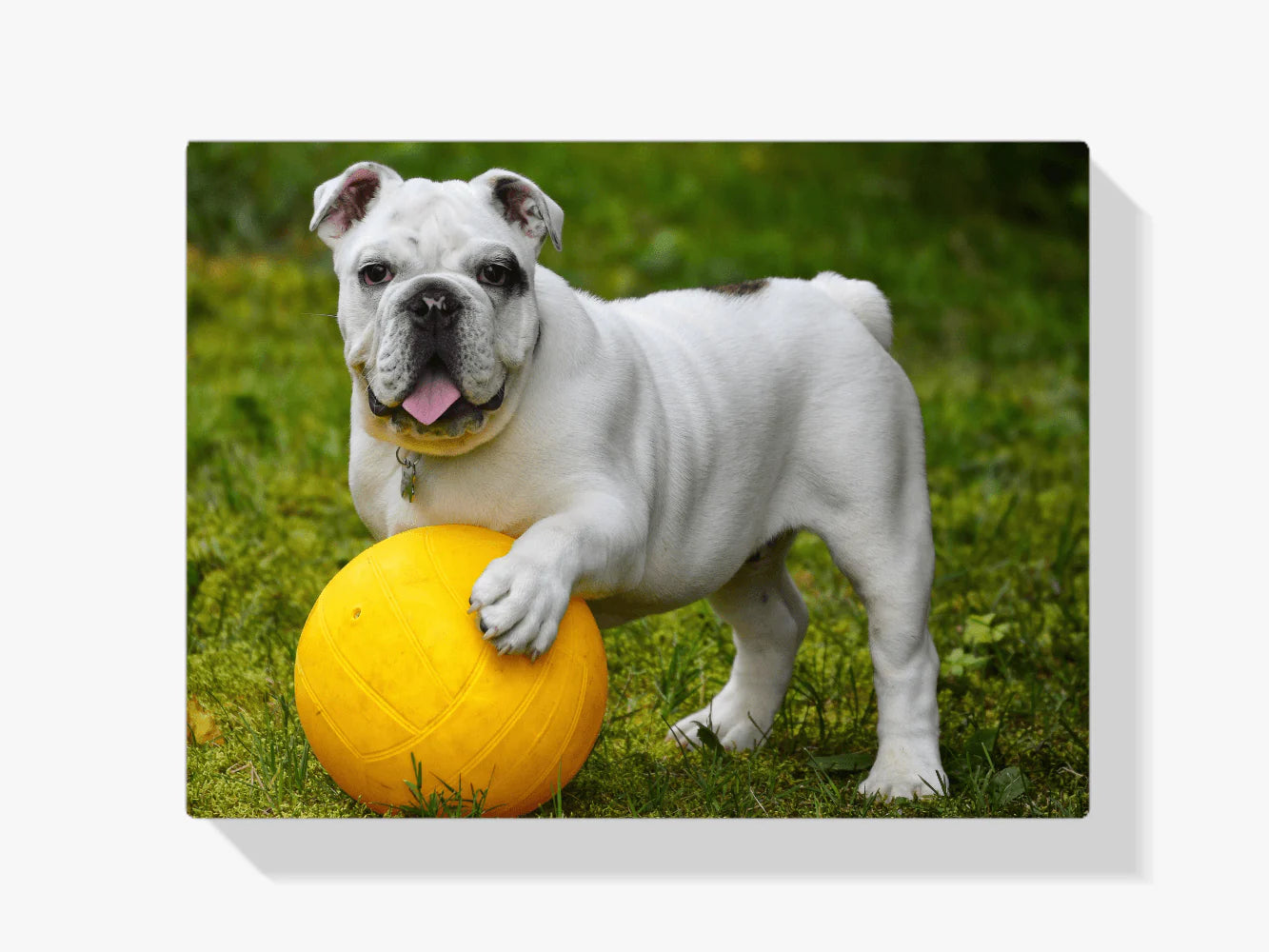 Diamond Painting Bouledogue blanc avec balle - SEOS Shop ®