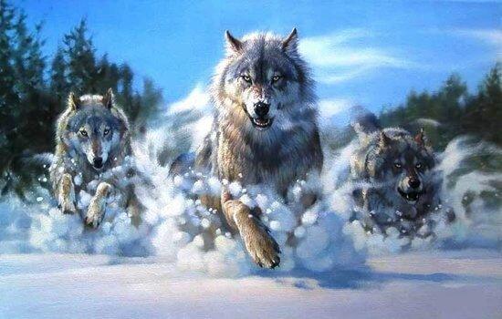 Diamond Painting Loups courant dans la neige – SEOS Shop ®