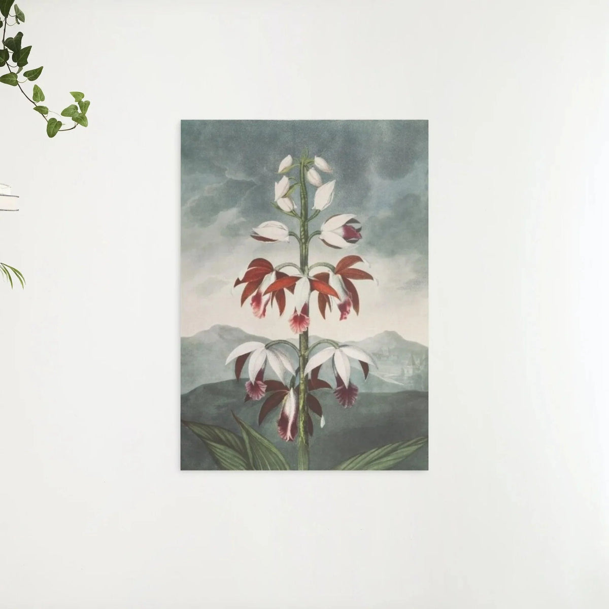 Diamond Painting - Le Limodoron Chinois - SEOS Shop ®