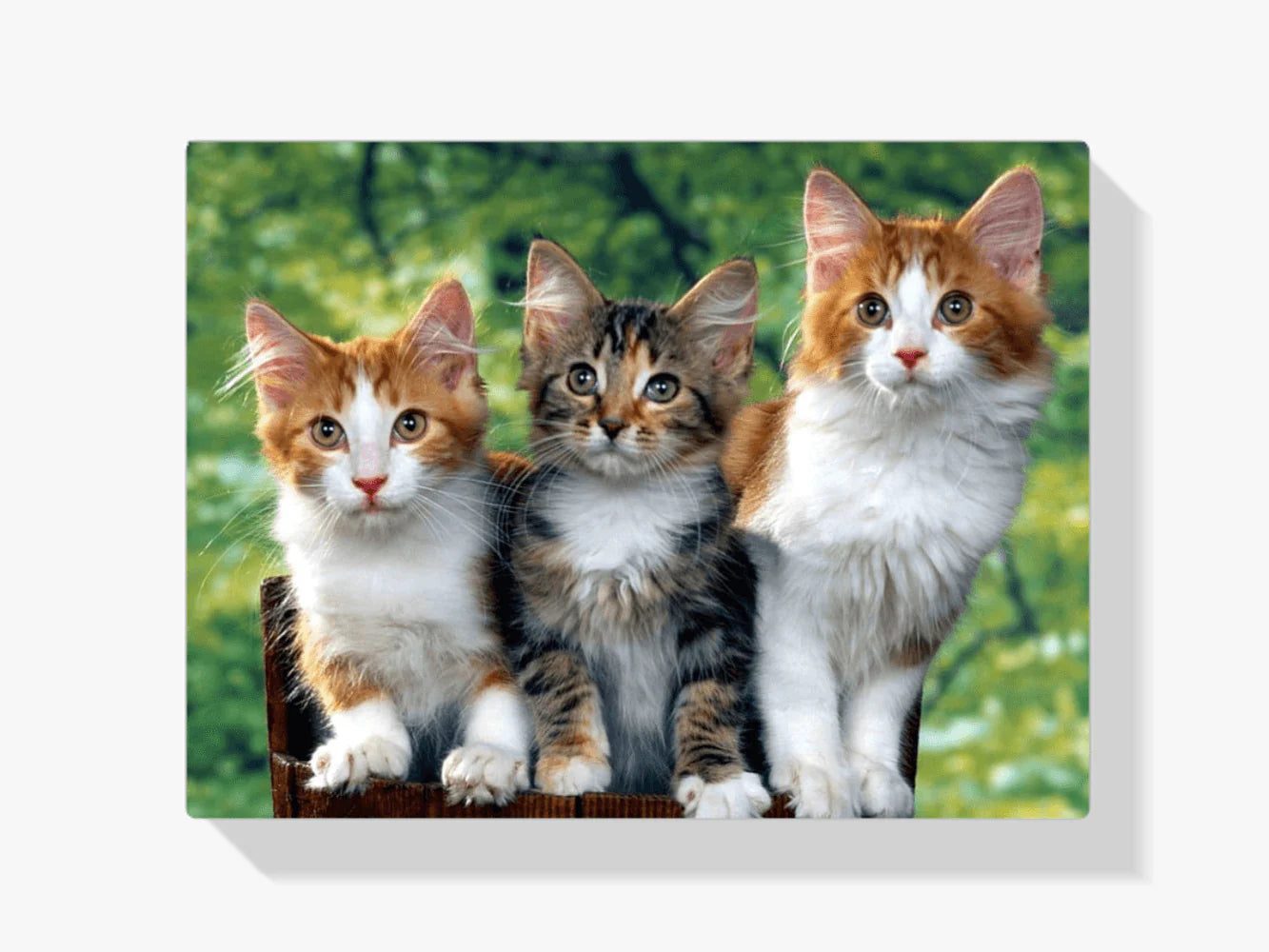 Diamond Painting - Trois chats - SEOS®