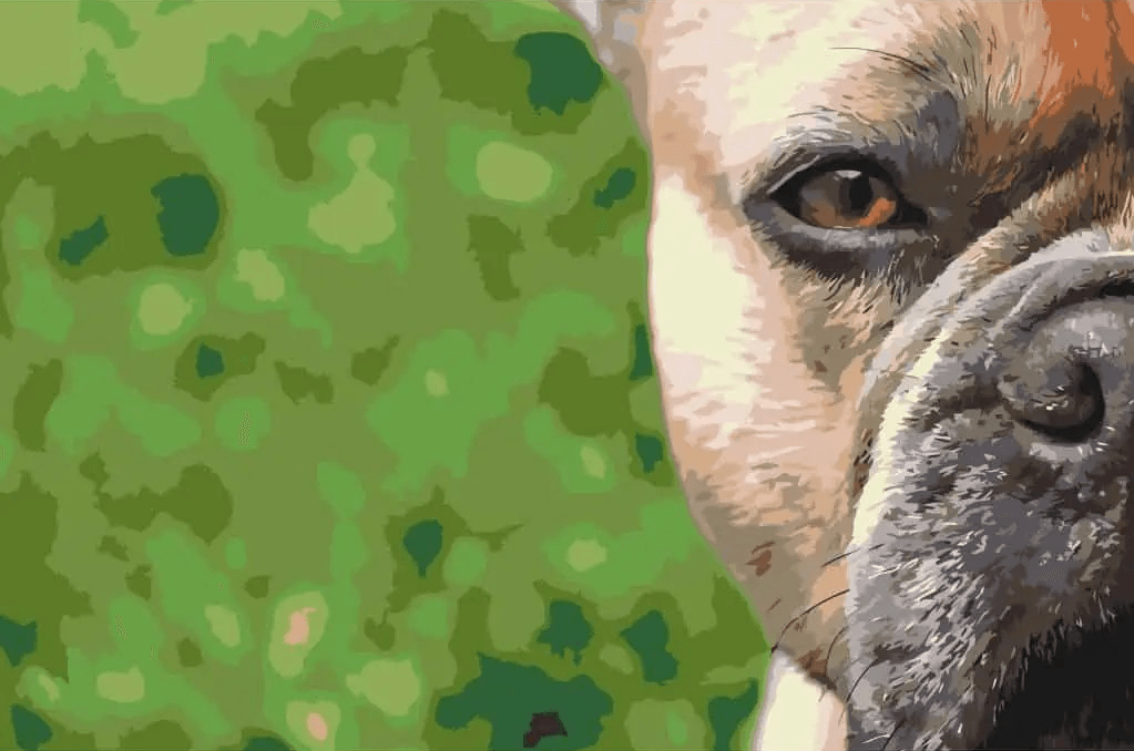 Diamond Painting - Bouledogue Français - SEOS®