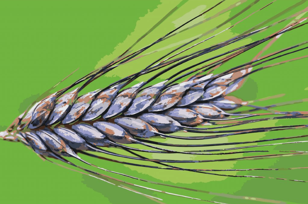 Diamond Painting - Grain - SEOS Shop ®
