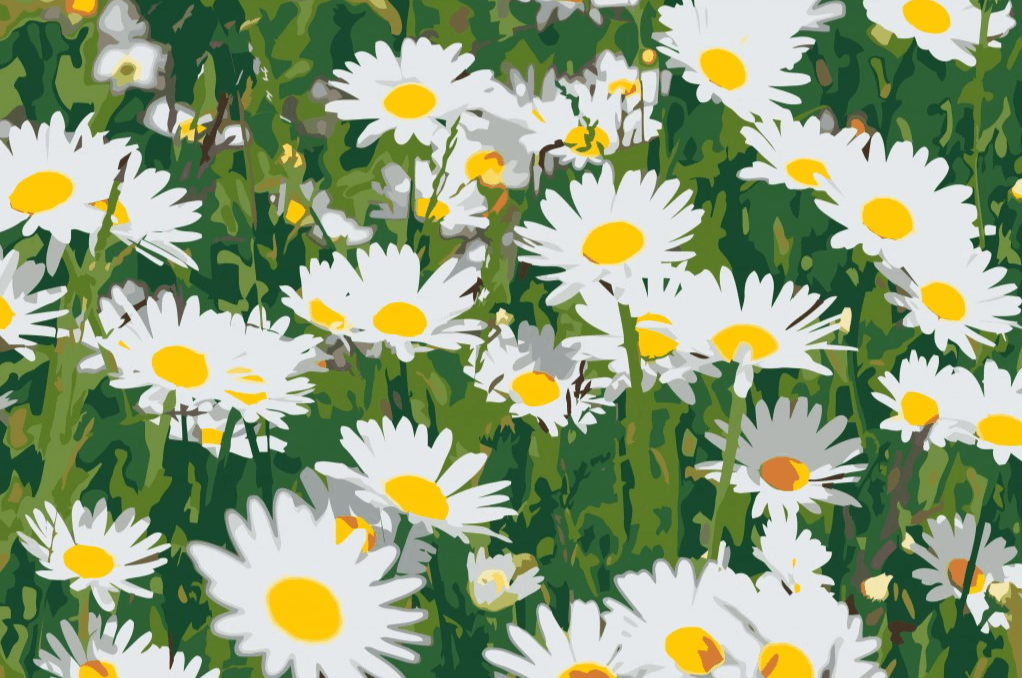 Diamond Painting - Marguerites dans le champ - SEOS Shop ®