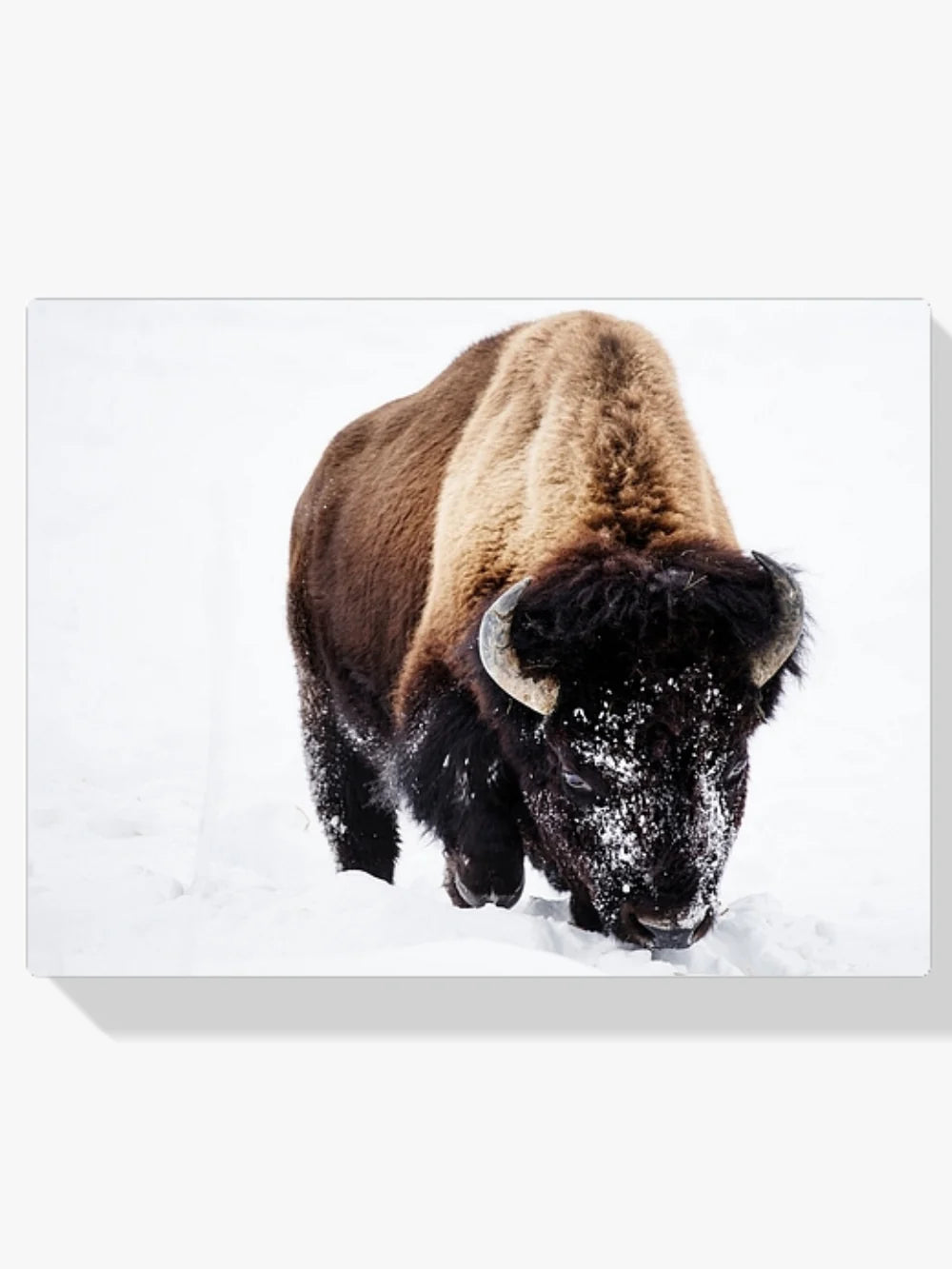 Diamond Painting - Bison dans la neige