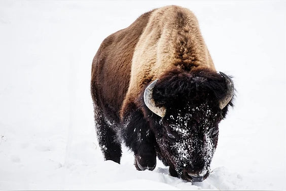 Diamond Painting - Bison dans la neige