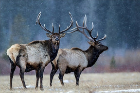 Diamond Painting - Première neige