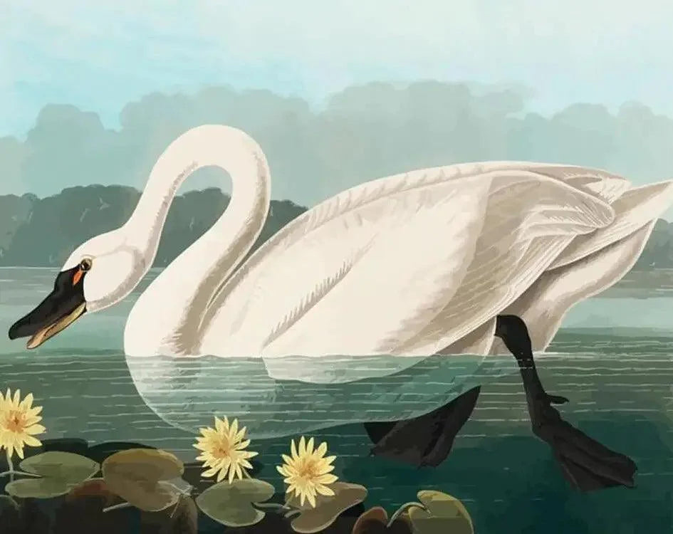 Diamond Painting - Cygne américain commun