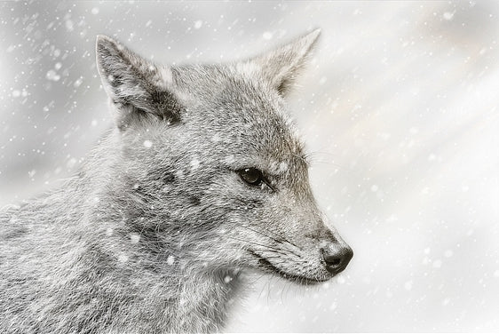 Diamond Painting - Jackal dans la tempête de neige