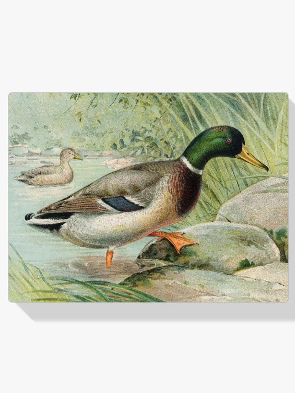 Diamond Painting Canard Colvert