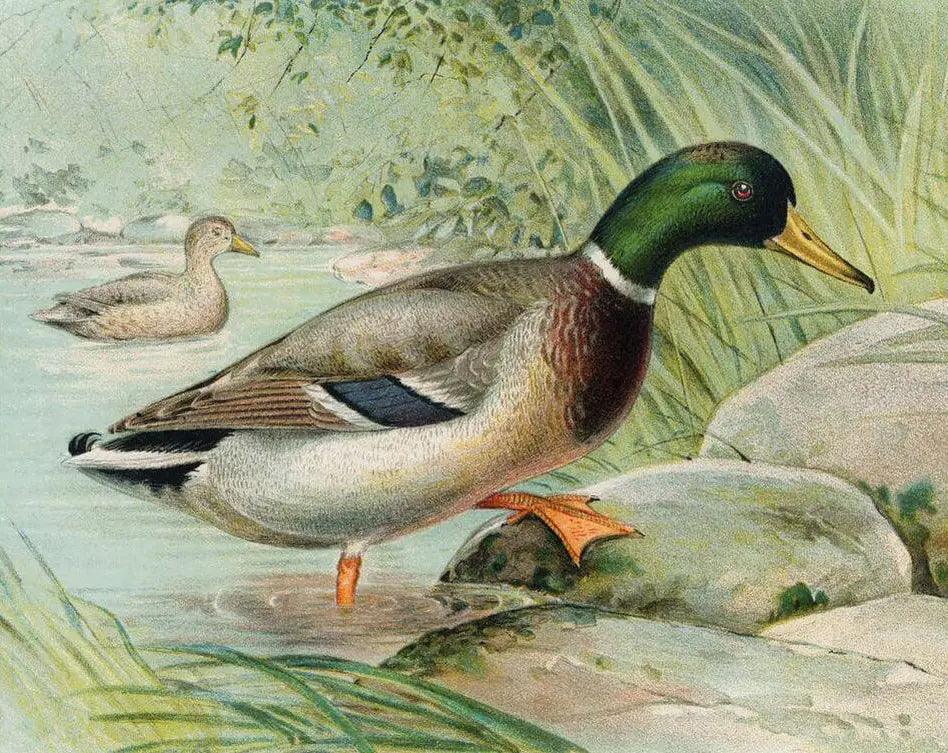 Diamond Painting Canard Colvert