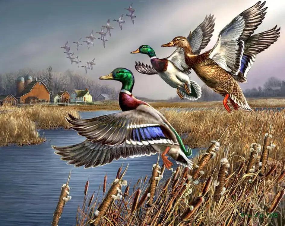 Diamond Painting - Outback canards sauvages