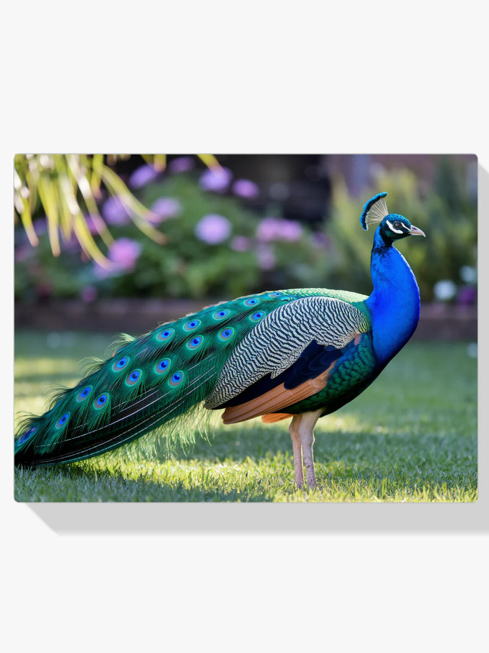 Diamond Painting - Paon avec des plumes en éventail dans des teintes de bijoux