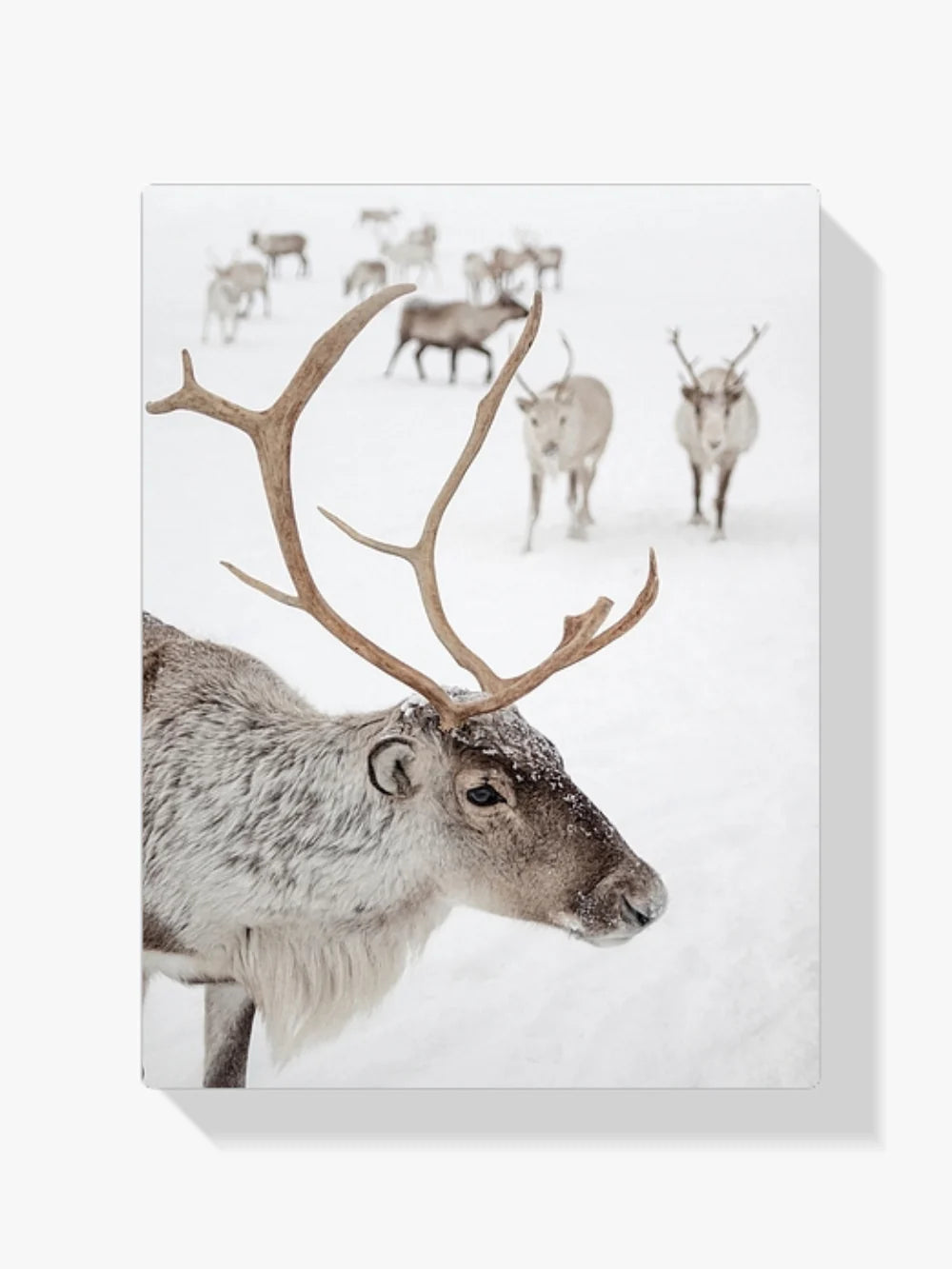 Diamond Painting - Rendre des rennes à Tromsø en Norvège