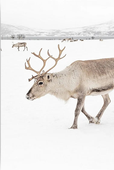 Diamond Painting - Cerfs dans un paysage d'hiver