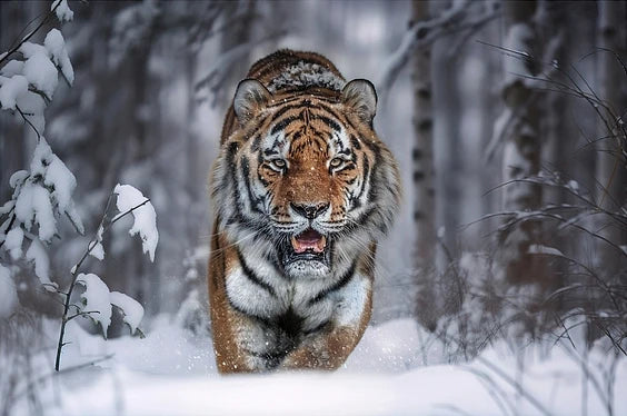 Diamond Painting - Tigre des neiges