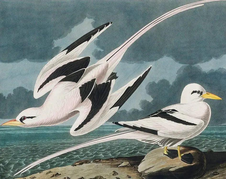 Diamond Painting - Oiseau Tropical