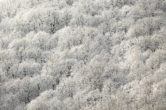 Diamond Painting - Arbres blancs