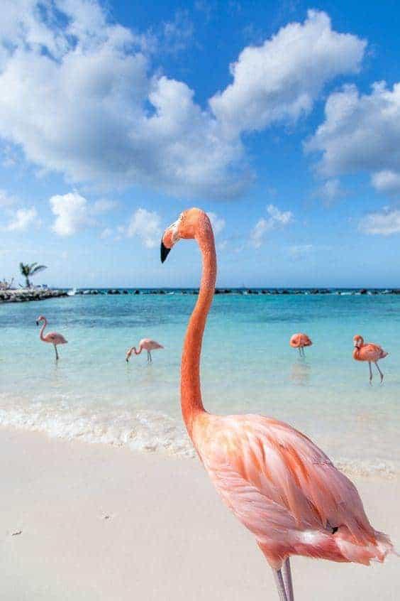 Diamond Painting Flamants sur la plage - SEOS Shop ®