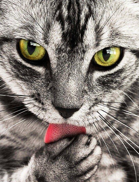 Diamond Painting Chat aime à la main - SEOS Shop ®