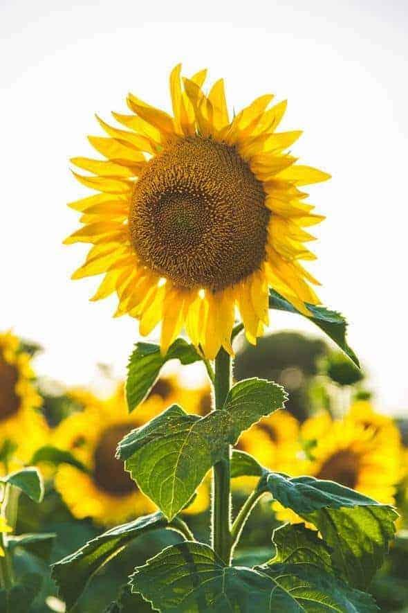 Diamond Painting Belle tournesol - SEOS Shop ®
